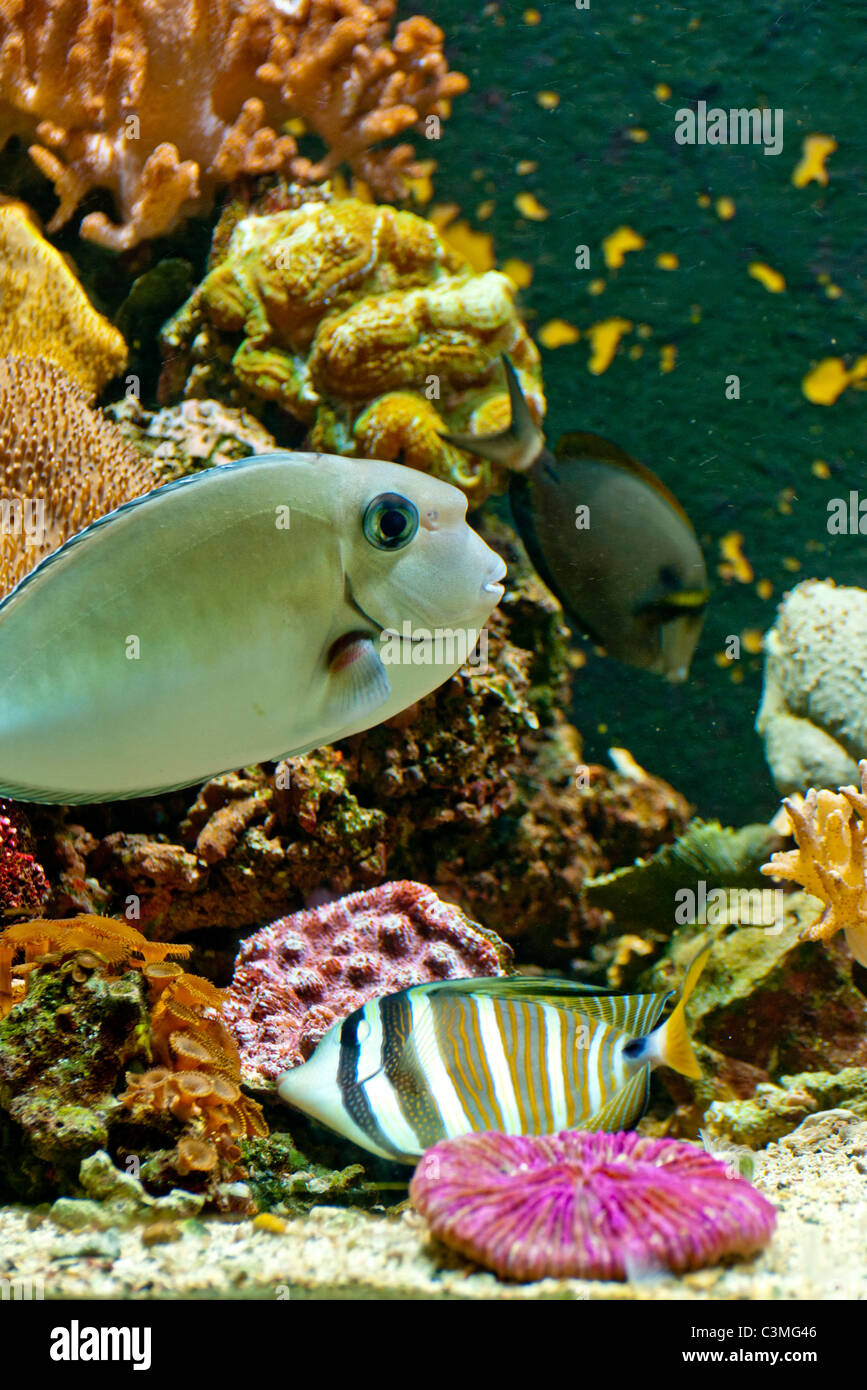 coast tropical fish