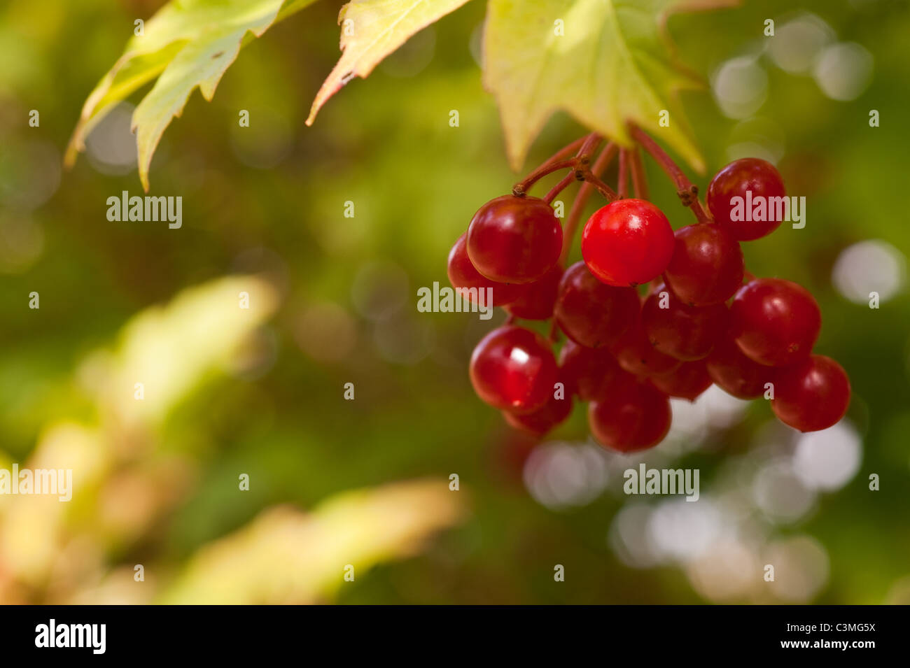 Guelder rose scarlet berries in autumn Stock Photo