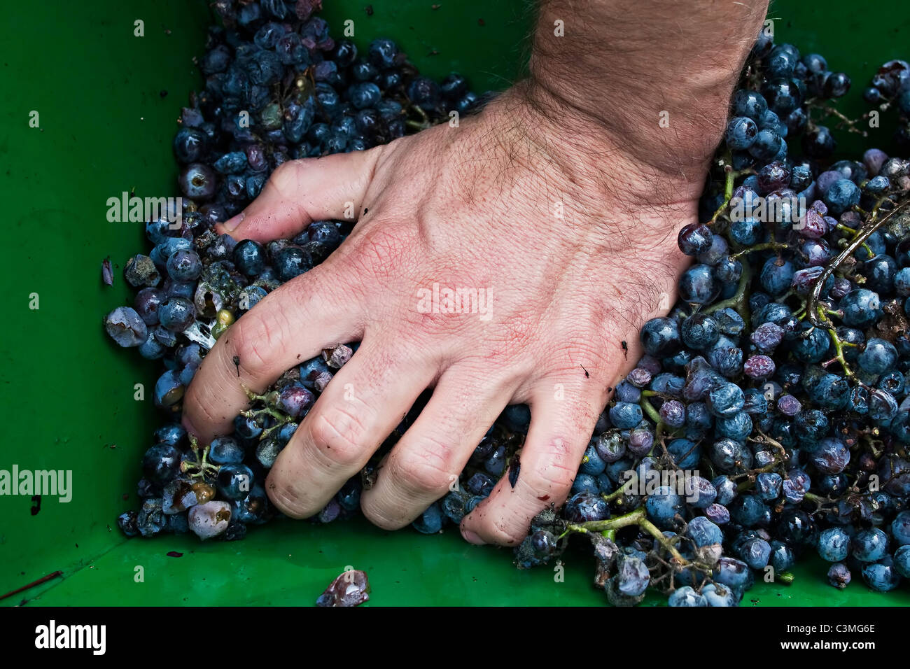 Pressing grapes for wine hires stock photography and images Alamy