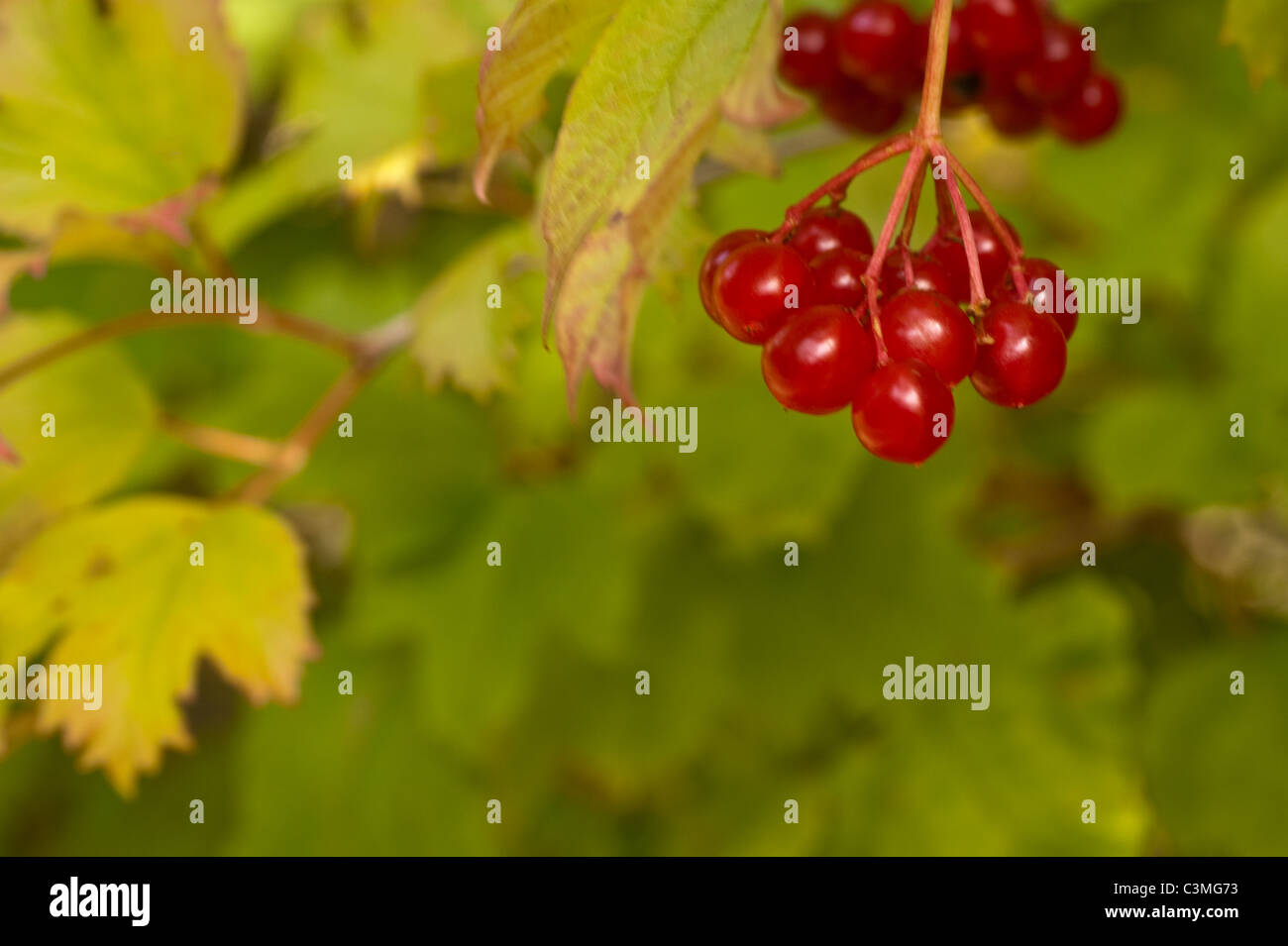 Guelder rose scarlet berries in autumn Stock Photo