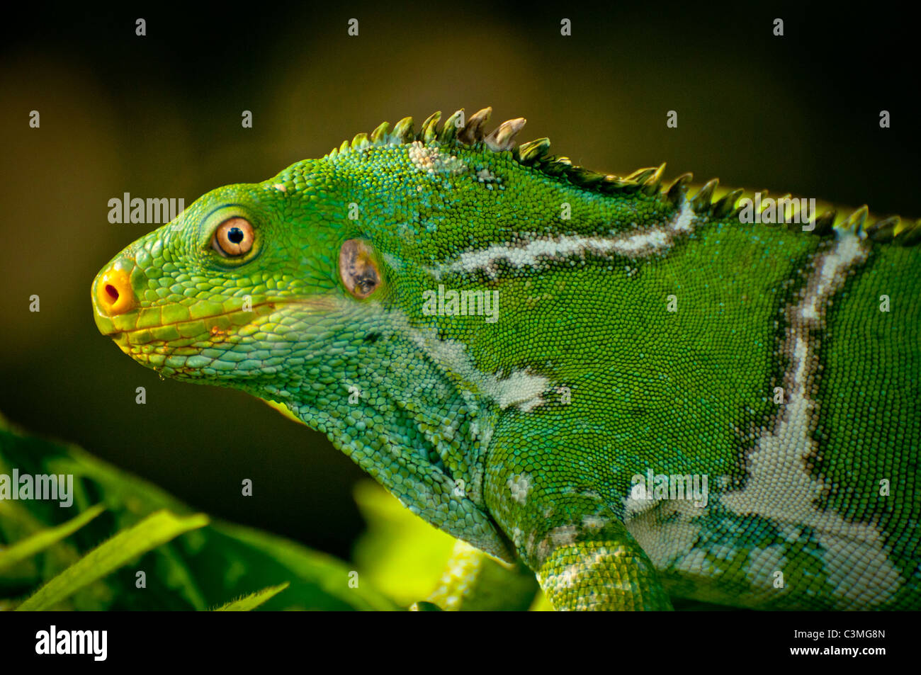 Crested Iguana, Kula Eco Park, Sigatoka Coral Coast,, Viti Levu, Fiji Stock Photo
