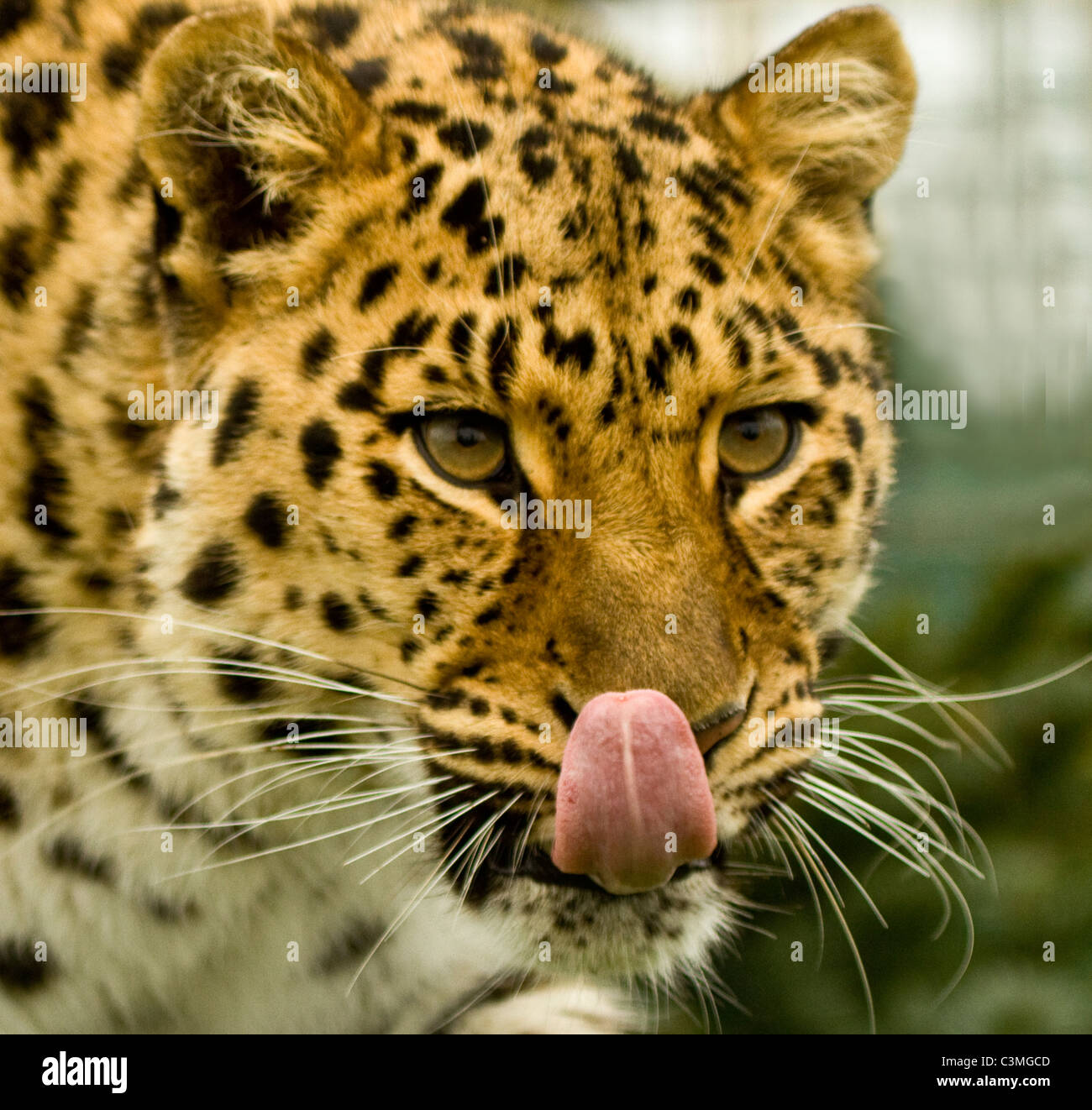 Leopard Lickin!