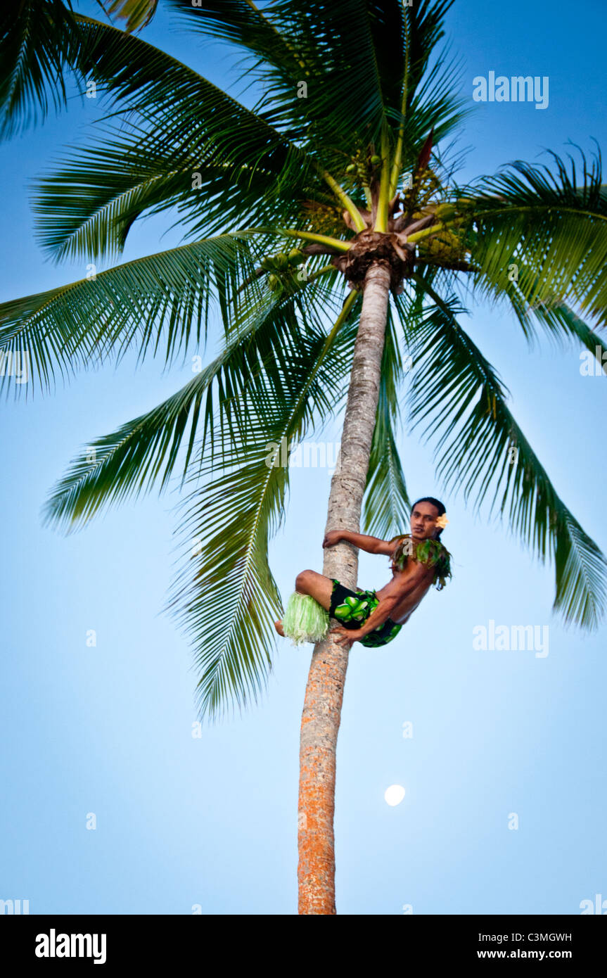 Fijian man climbing coconut  tree with moon rising in the background, Coral Coast Island,Vita Levu, Fiji Stock Photo