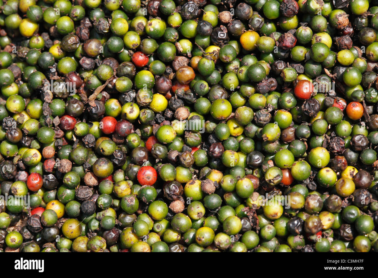 India, Kerala, Background of drying pepper, close up Stock Photo