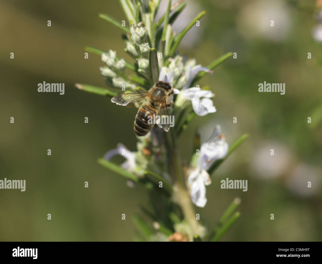 Honey Bee On Rosemary Flowers England Stock Photo Alamy