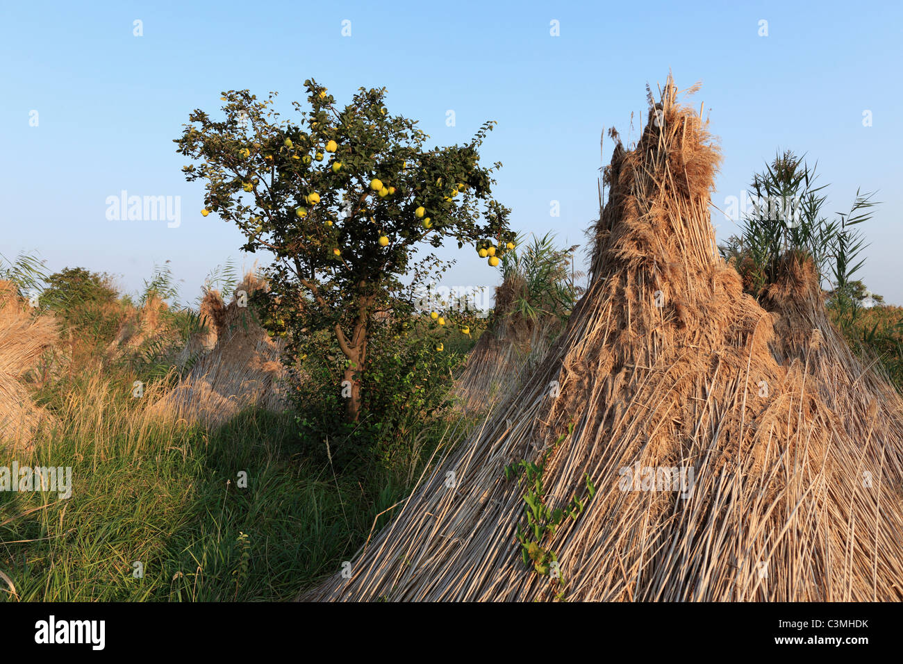 Austria, Burgenland, View of reed bundle with apple tree at lake neusiedl Stock Photo