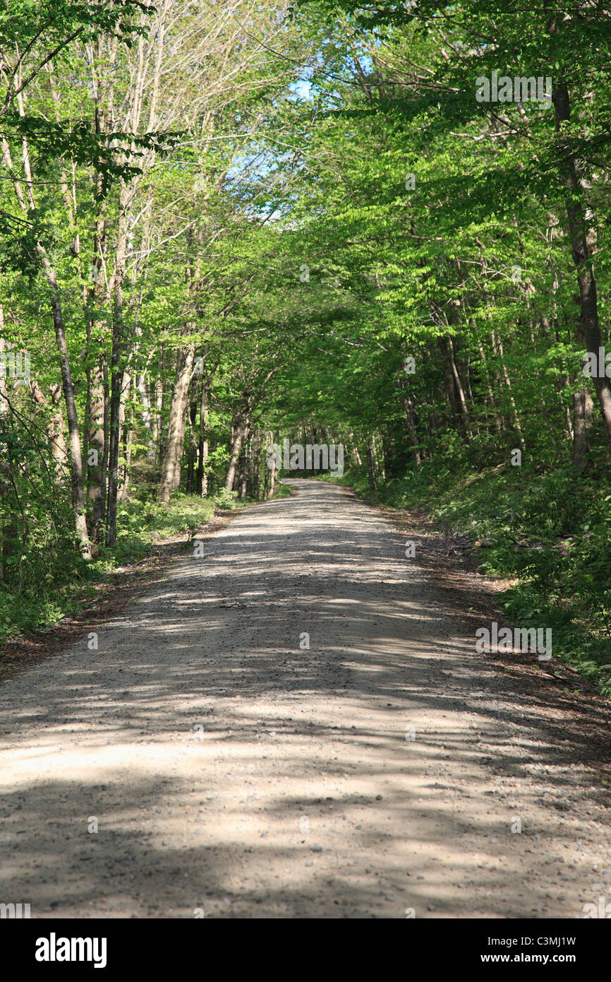 New england usa forest hi-res stock photography and images - Alamy