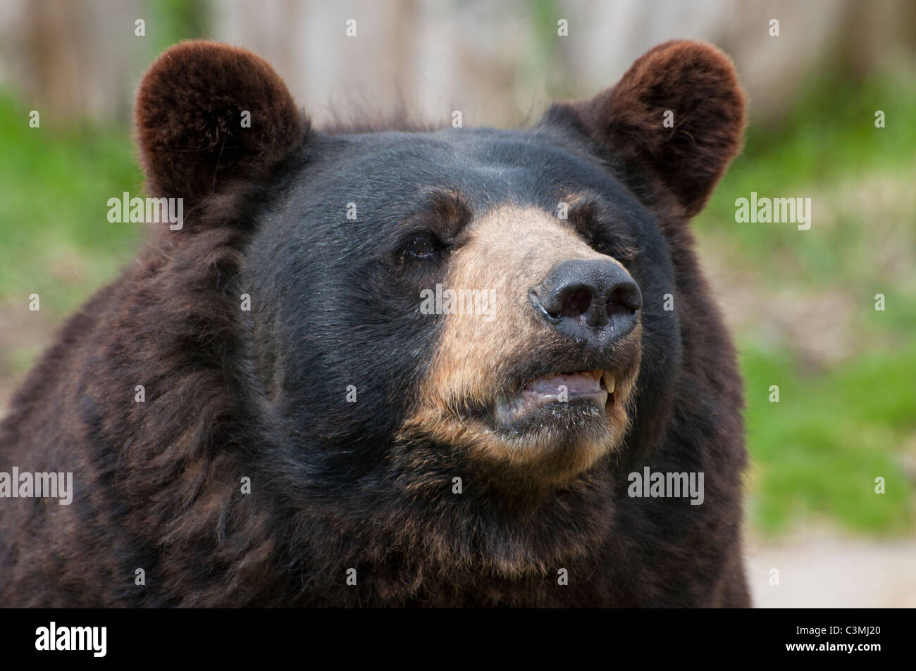 Close-up of a Black Bear. Stock Photo