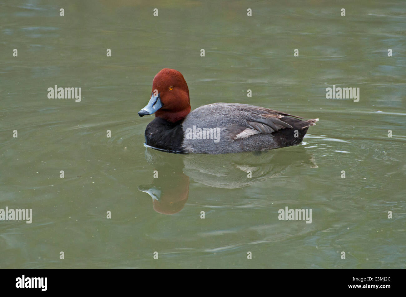 A Redhead Duck reflected in a pond in spring. Stock Photo