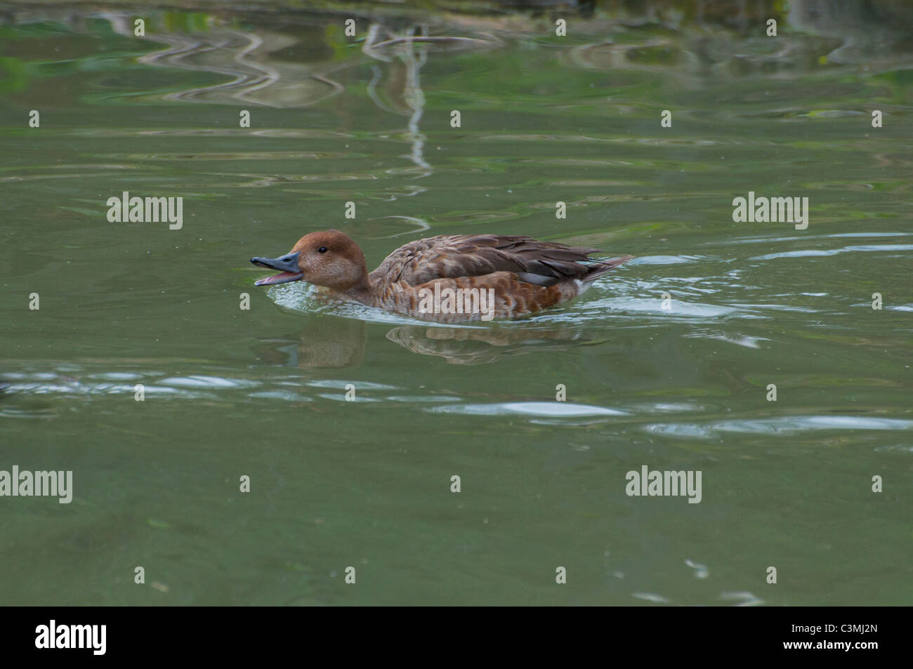 An angry Duck chasing another. Stock Photo
