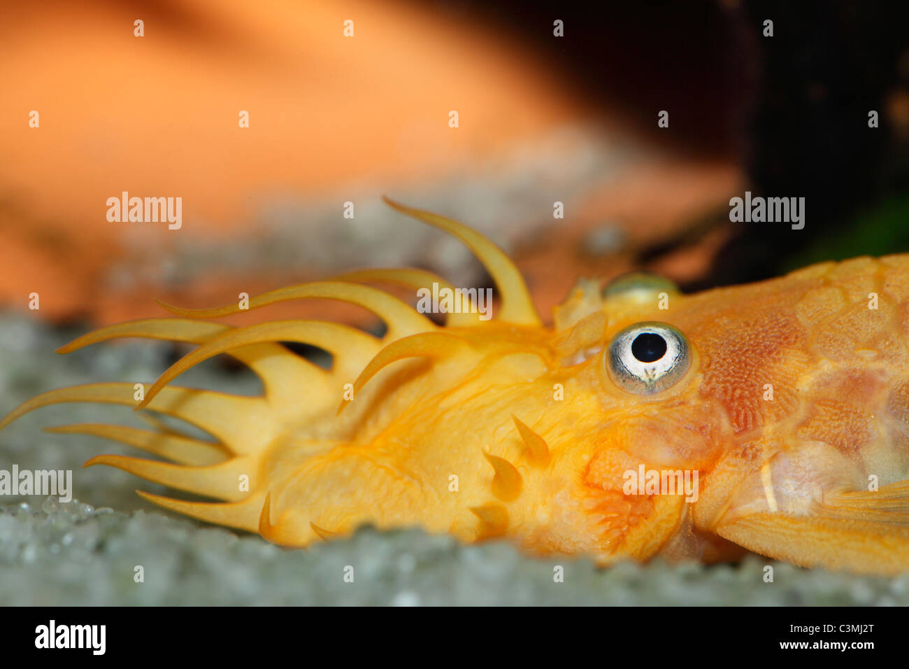South America, Yellow ancistrus in aquarium, close up Stock Photo