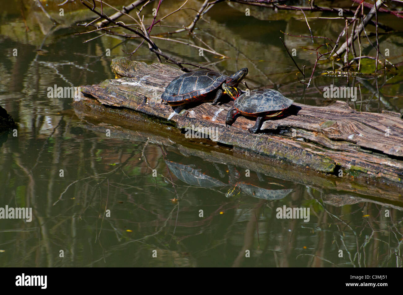 Reflections of two Painted Turtles Stock Photo Alamy