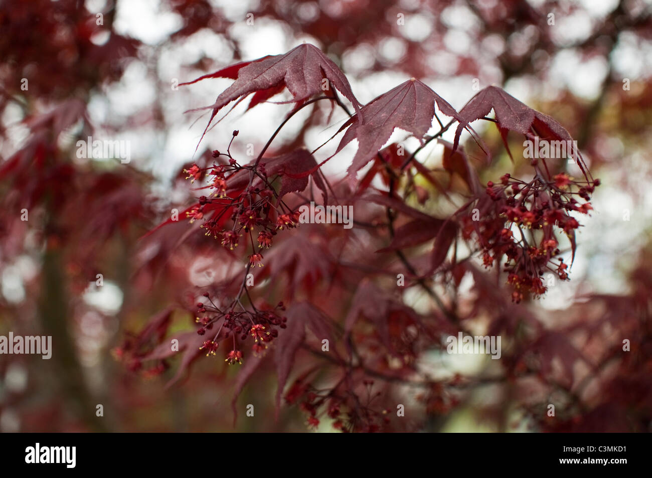 Japanese maple tree in bloom. Stock Photo