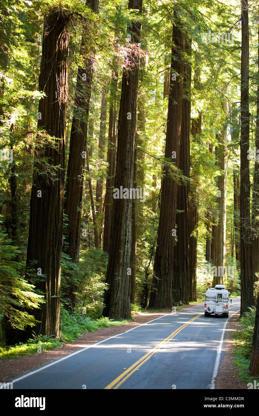 Avenue of the Giants, California Stock Photo