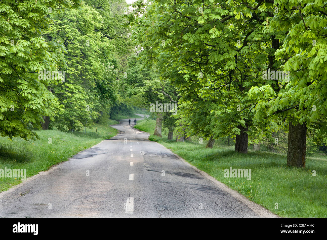 way and chestnut alley - west Slovakia Stock Photo
