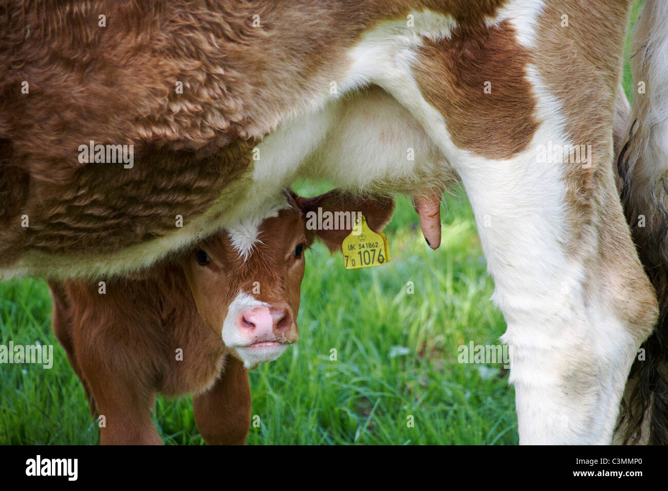 Young calf with milk around its mouth having paused from taking a drink taken with calf looking out under the body of its mother Stock Photo