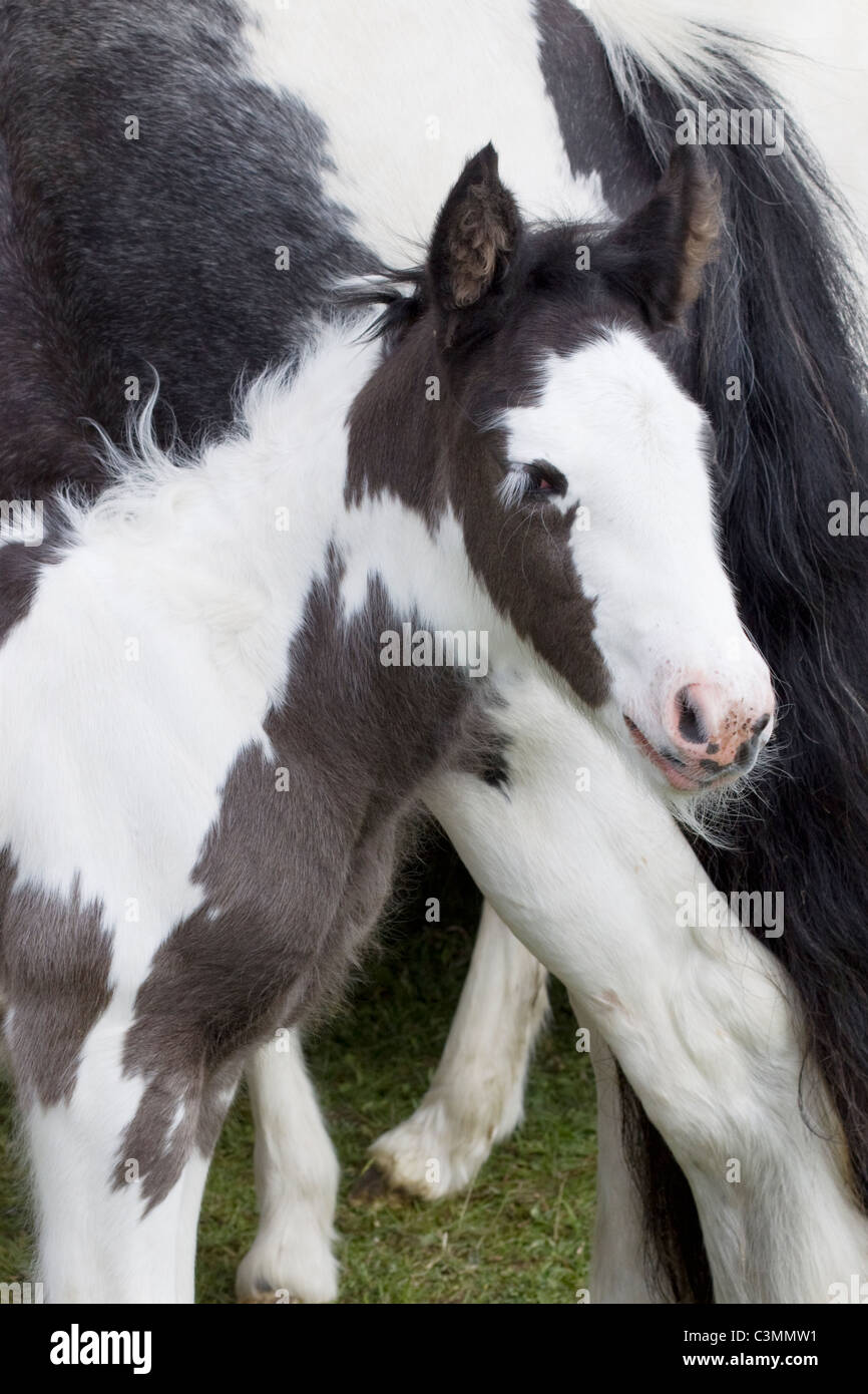 Overo mother hires stock photography and images Alamy