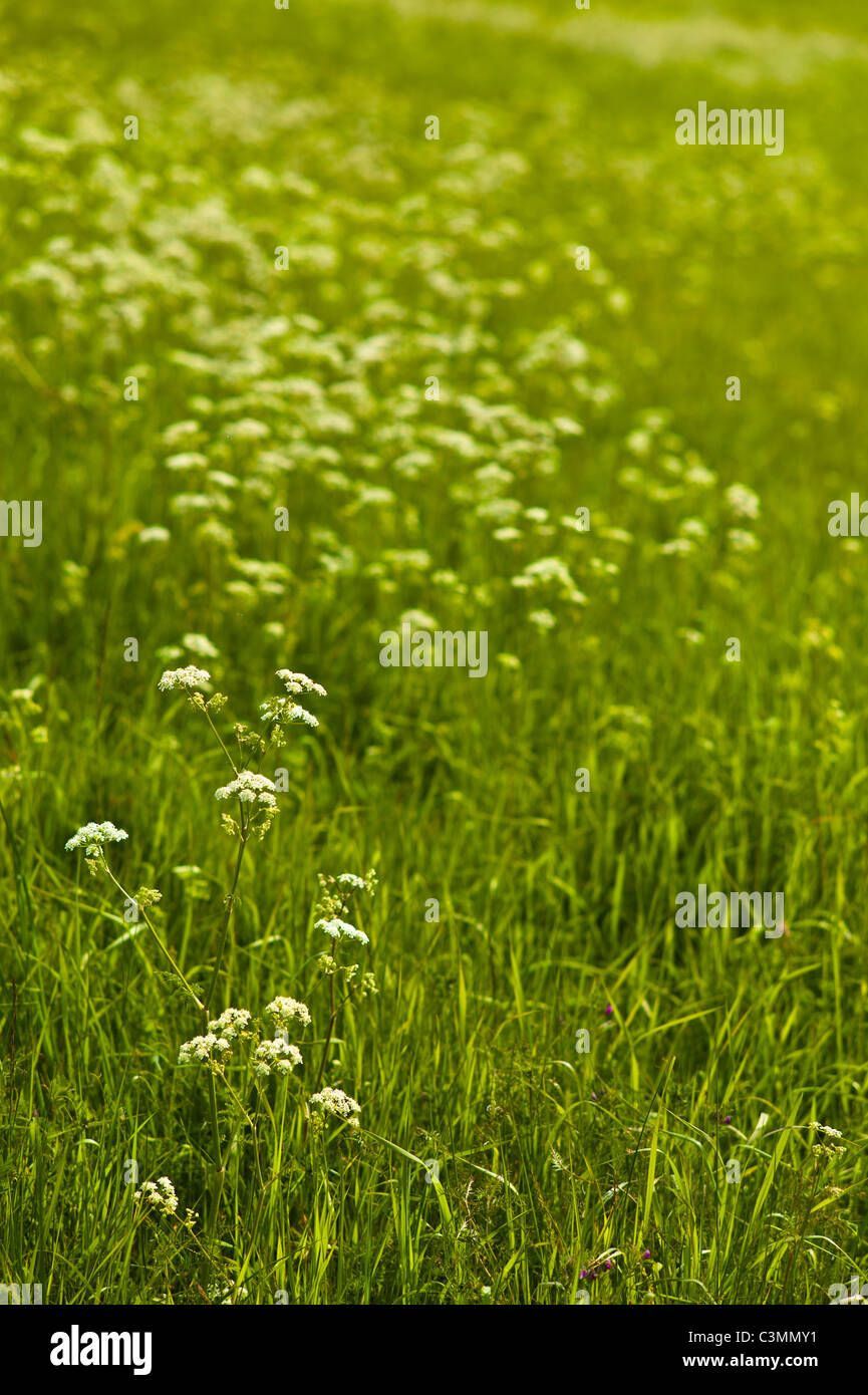 Cow parsley growing on a roadside verge. Cow parsley signals the start