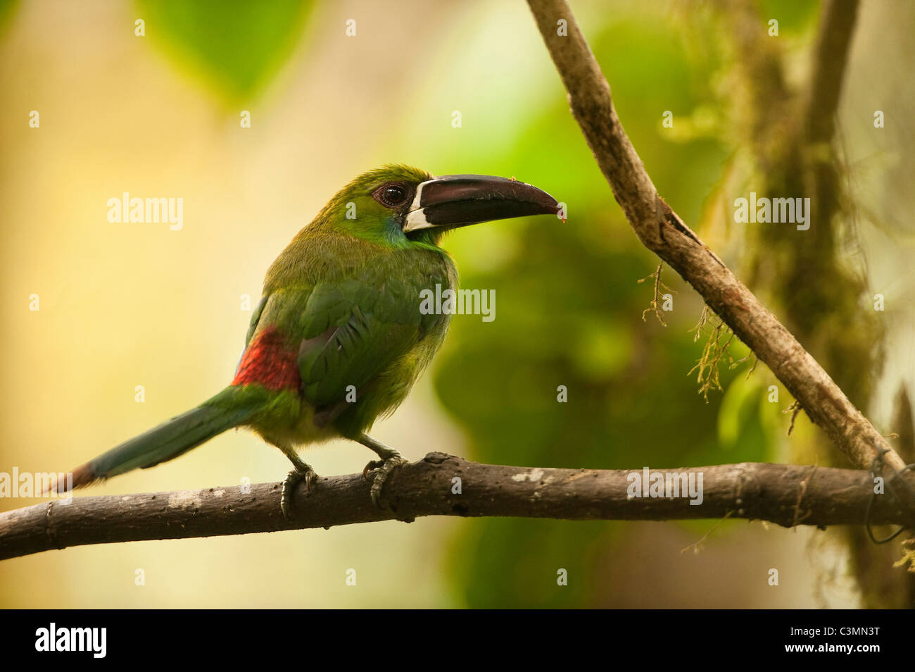 Crimson-rumped Toucanet (Aulacorhynchus haematopygus) perched on a branch. Mindo Cloud Forest, west slope of Andes, Ecuador. Stock Photo
