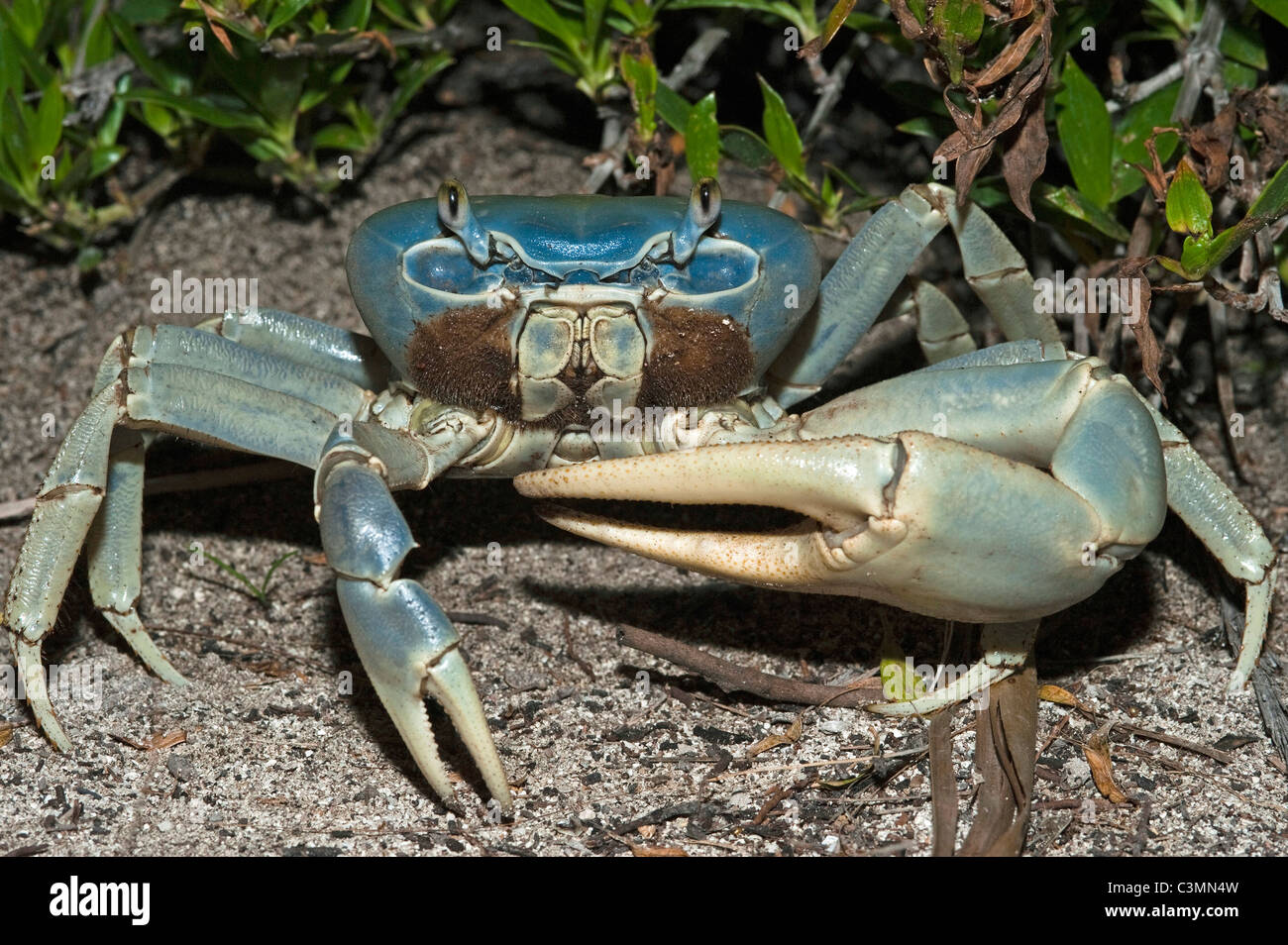 Blue Land crab (Cardisoma guanhumi), male. Mahahual Peninsula, South Yucatan Peninsula, Mexico. Stock Photo