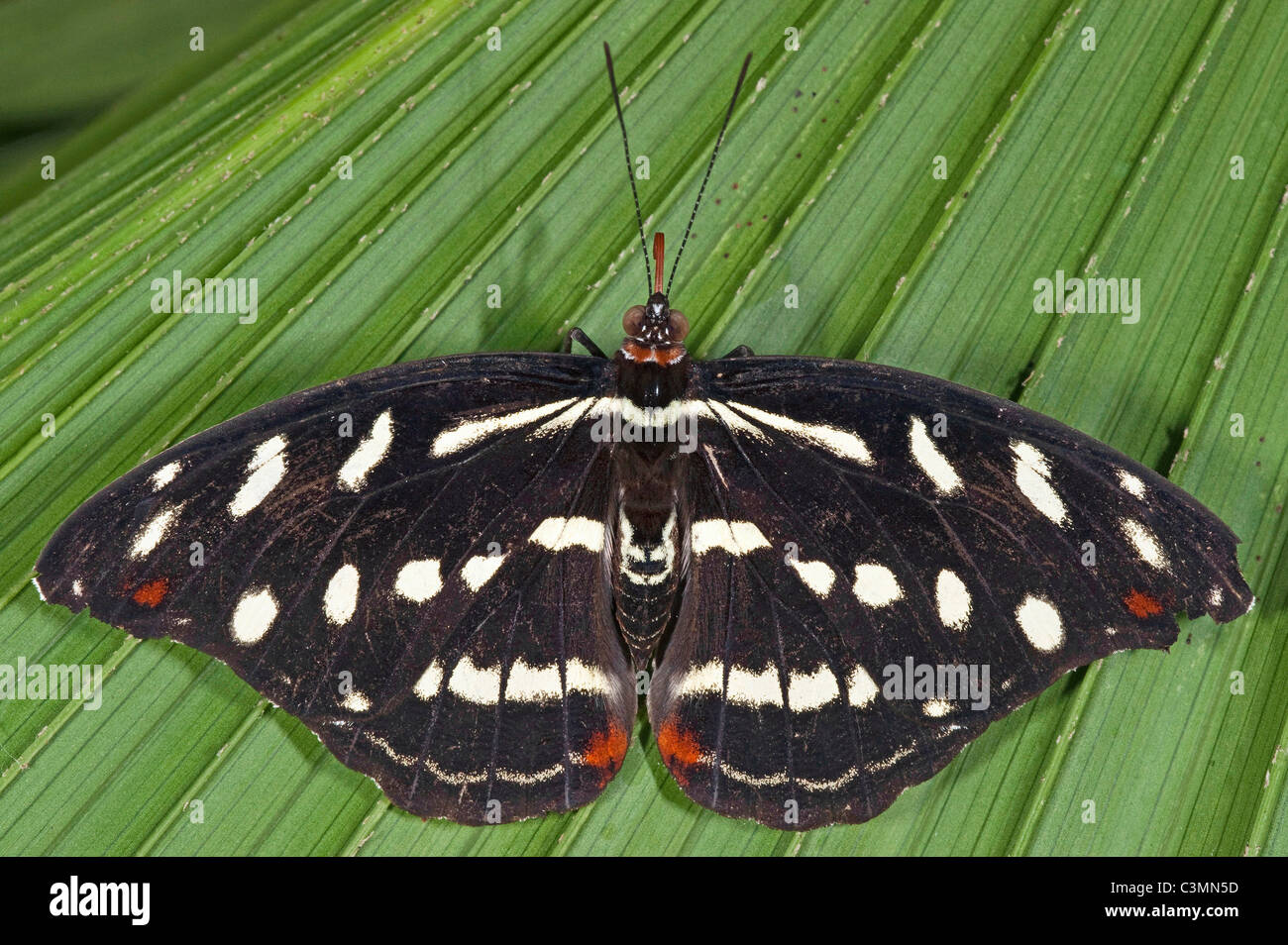 Orange-banded Shoemaker Butterfly (Catonephele oretes), female on a leaf Stock Photo