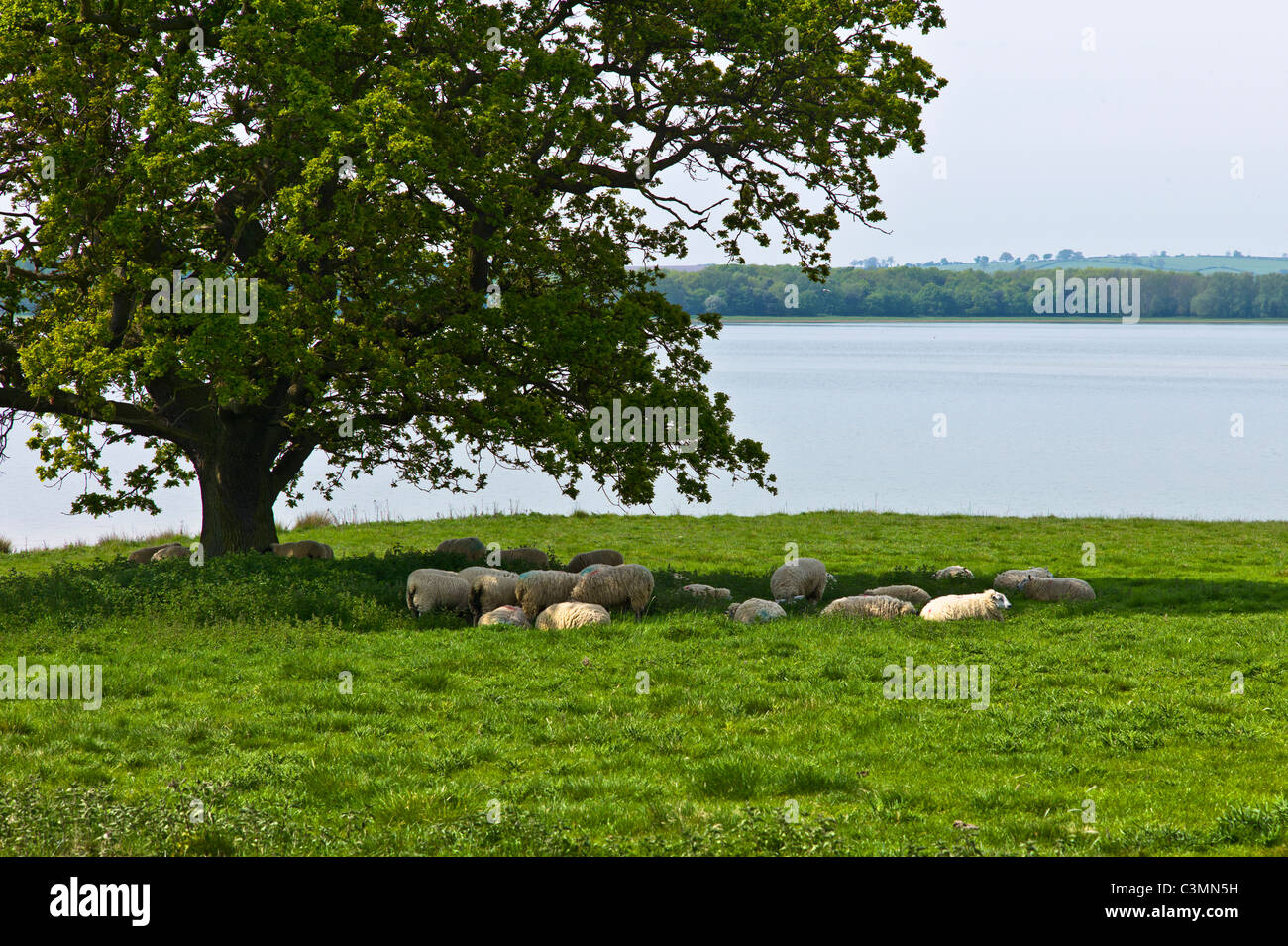 Spring In Rutland Sheep find a shady spot on a hot and sunny spring day at Rutland water ...