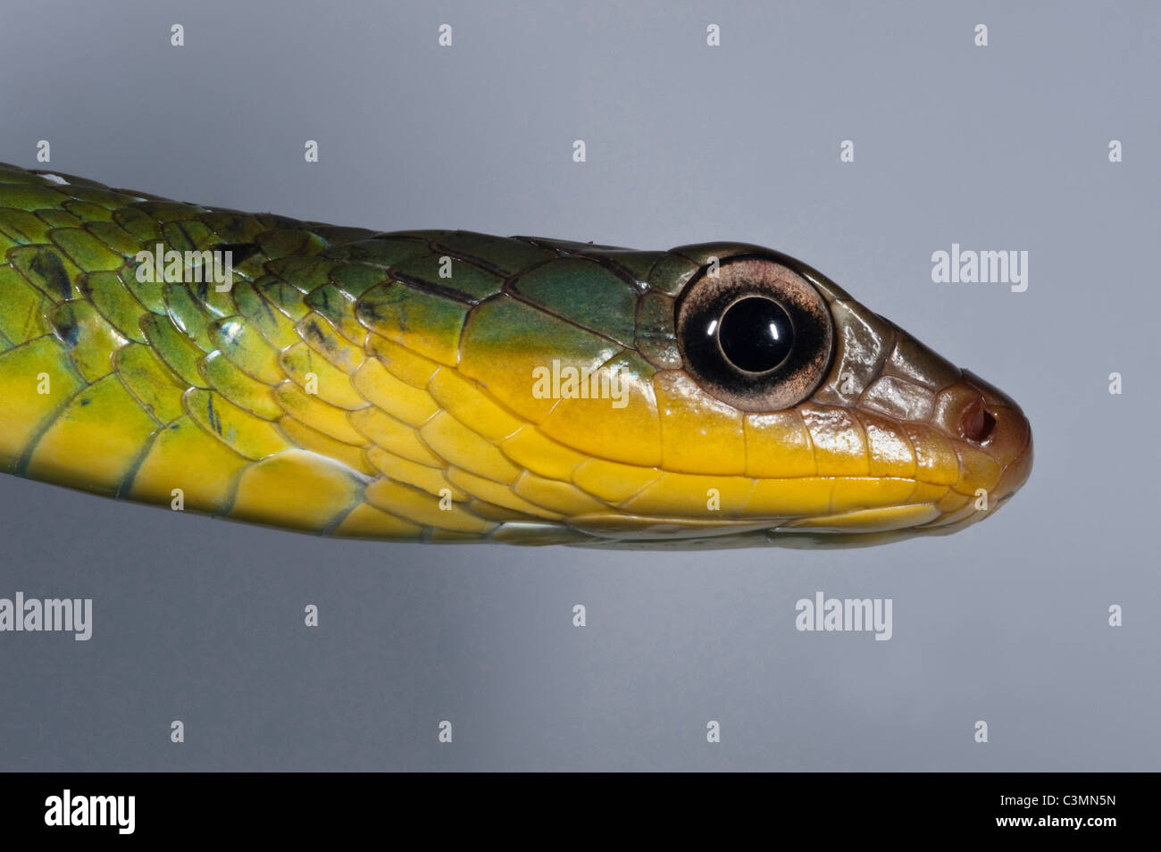 Linnaeus Sipo Snake (Chironius exoletus), portrait. Mindo Cloud Forest, Ecuador. Stock Photo