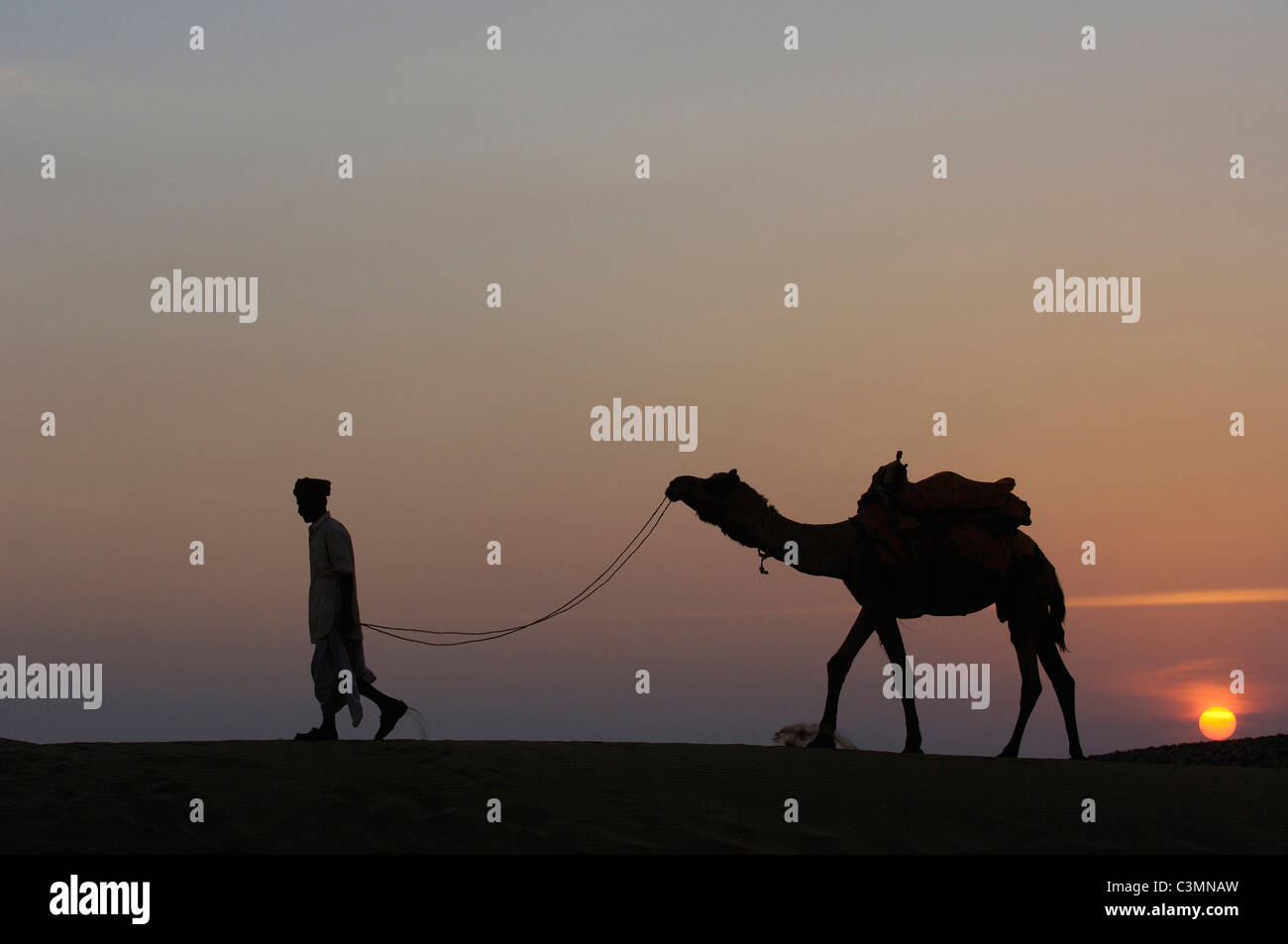Dromedary, One-humped Camel (Camelus dromedarius) with Pastoralist in the Thar desert silhouetted against the setting sun Stock Photo