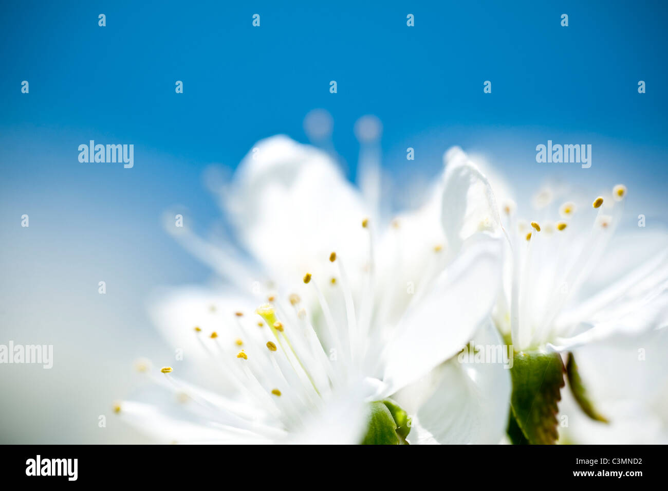 Beautiful cherry bloom in front of blue sky Stock Photo - Alamy