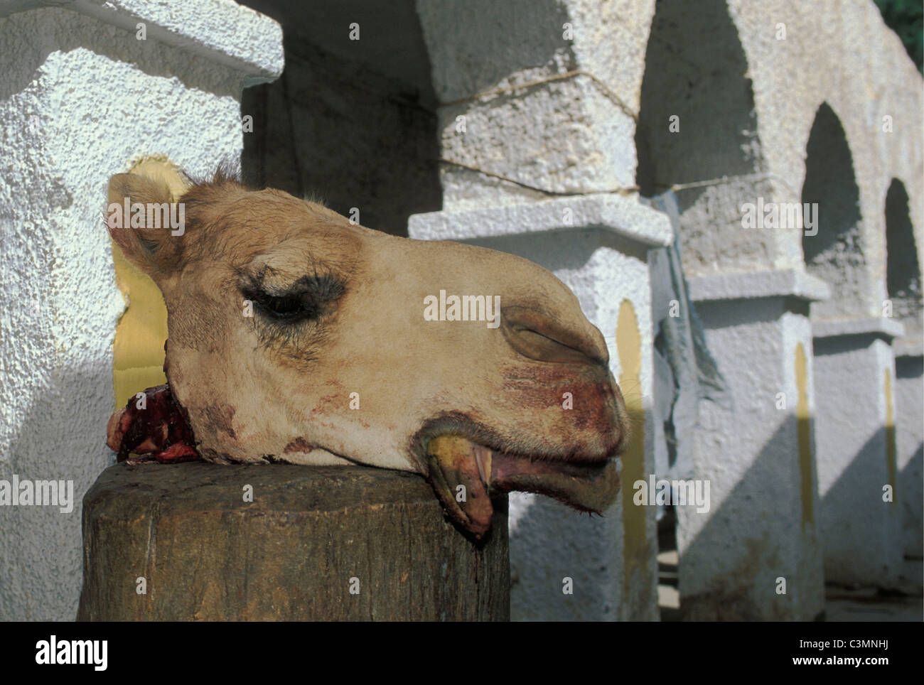 Algeria. Djanet. Head of camel in front of the butcher. Market. Stock Photo