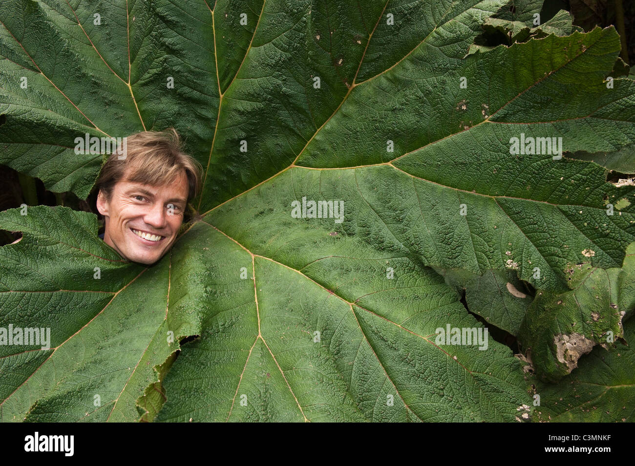 Elephants Ear (Gunnera brephogea), laughing man looking out from a giant leaf. Mindo Cloud Forest, Ecuador Stock Photo
