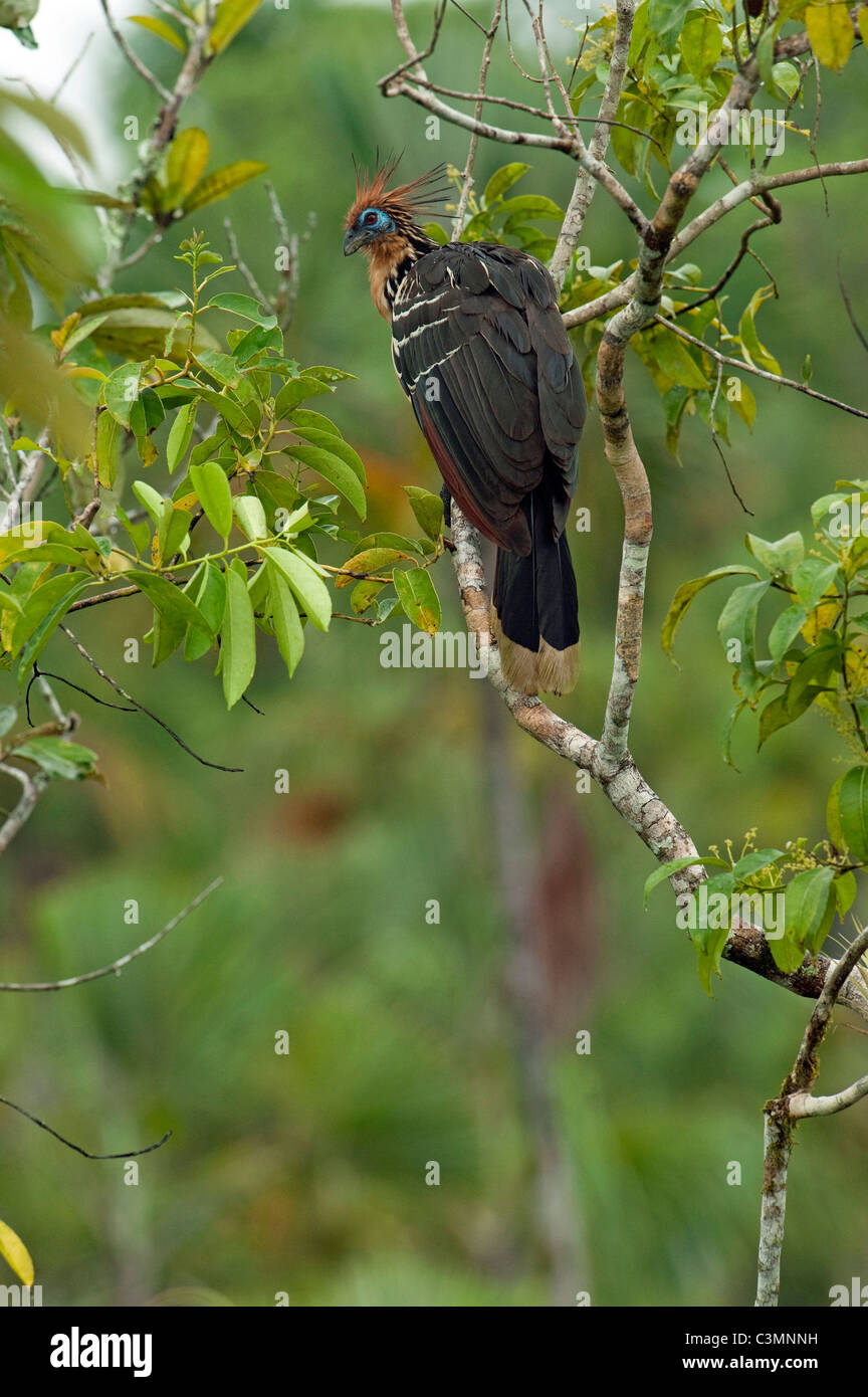 Hoatzin (Opisthocomus hoazin), male perched on a branch. Napo River bordering Yasuni National Park, Amazon Rainforest, Ecuador. Stock Photo