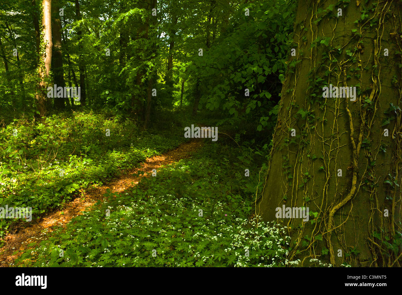 Nature in woodland hi-res stock photography and images - Alamy