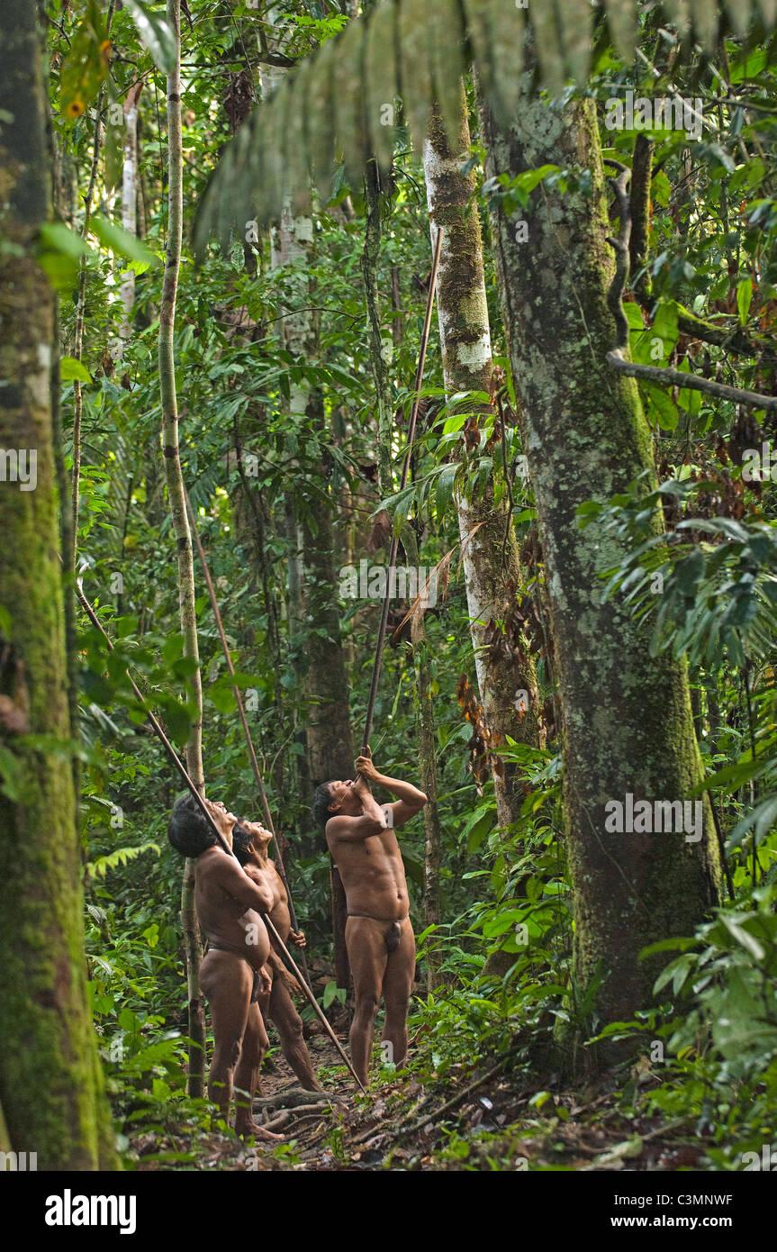 Three Huaorani men ( (Mipo Wira, Ontogamo Kaimo und Ona Yat)) hunting with blowguns in rainforest Stock Photo