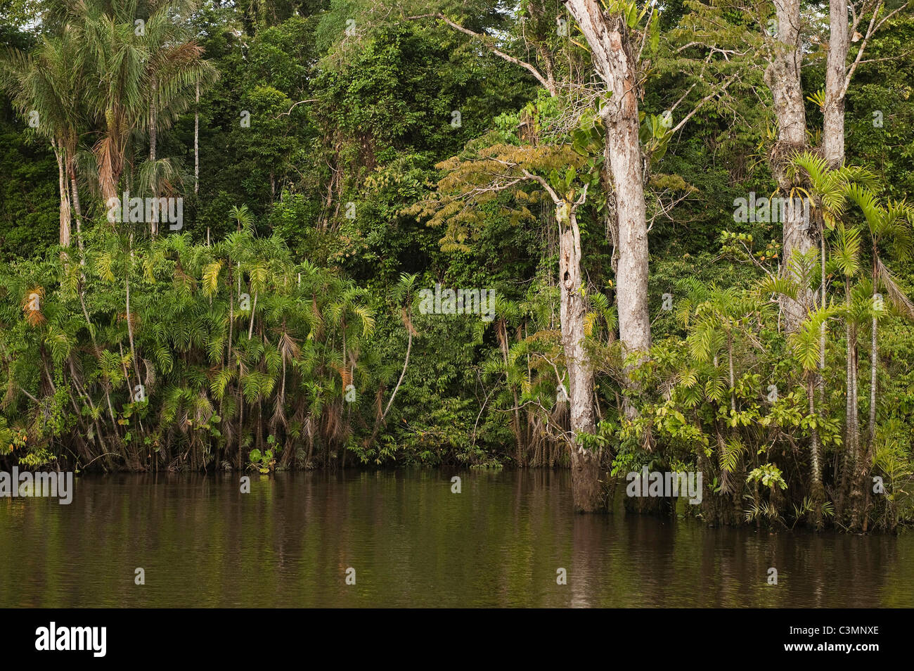 Flooded Igapo forest. Cocaya River. Eastern Amazon Rain Forest. Border