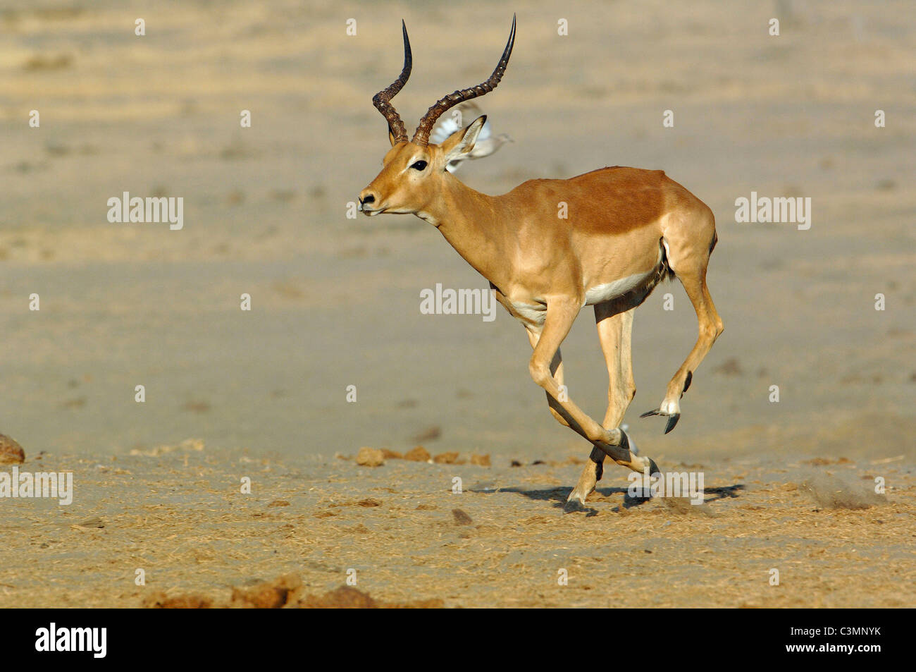 Impala (Aepyceros melampus), male running. Okavango, Botswana. Stock Photo