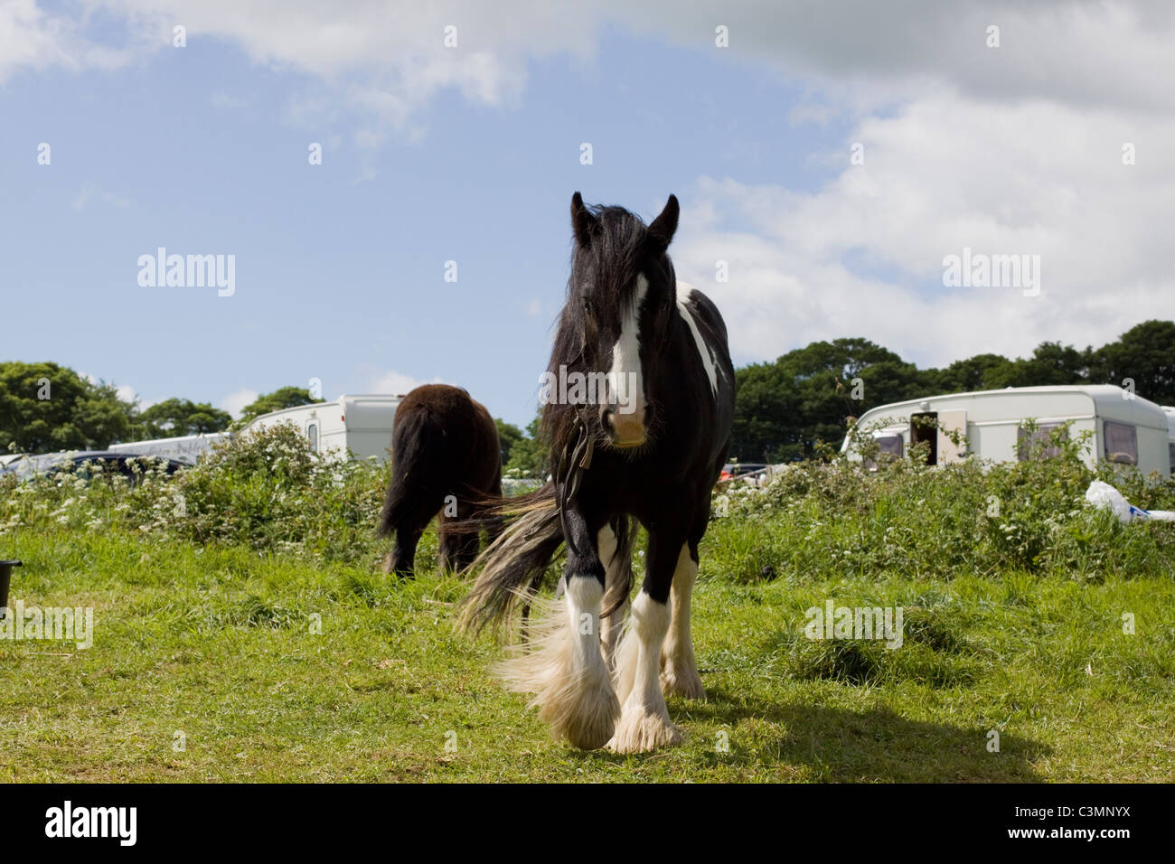 Piebald gelding tethered hires stock photography and images Alamy