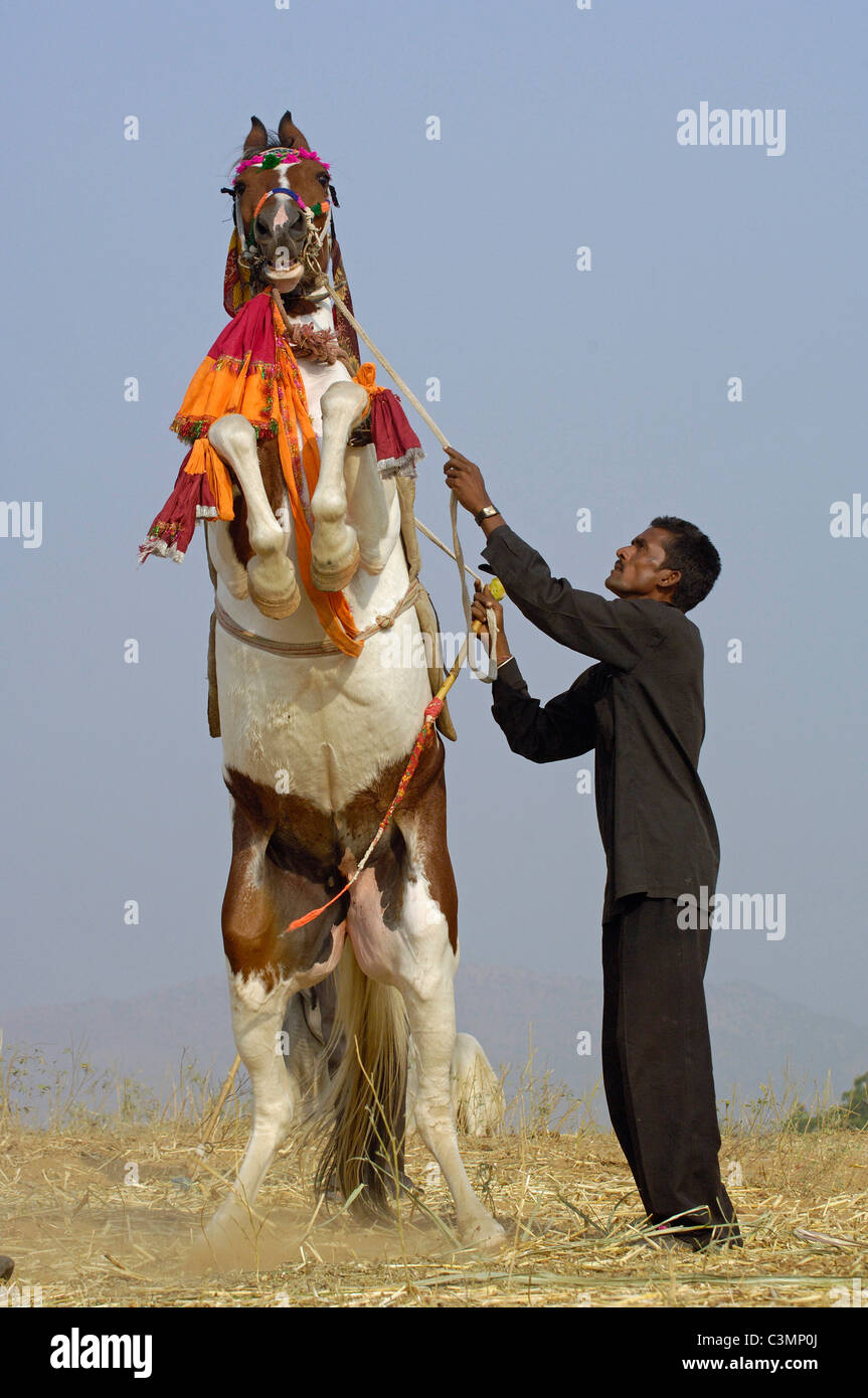 Kathiawari (Equus ferus caballus). Man holding rearing pinto horse. Pushkar camel and livestock fair, Rajasthan, Pushkar, India. Stock Photo