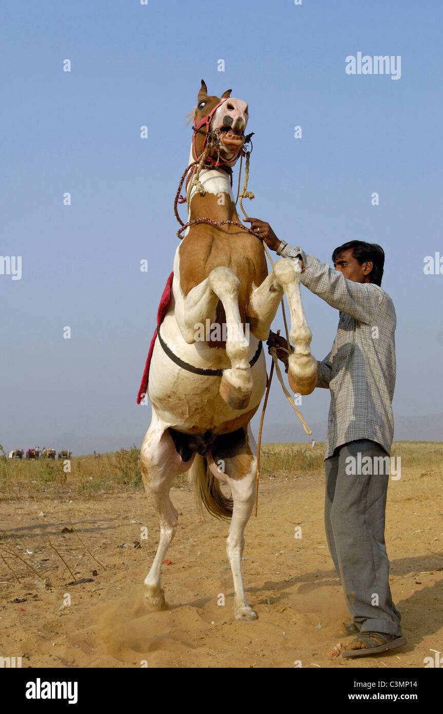 Kathiawari (Equus ferus caballus). Man holding rearing pinto horse. Pushkar camel and livestock fair, Rajasthan, Pushkar. Stock Photo