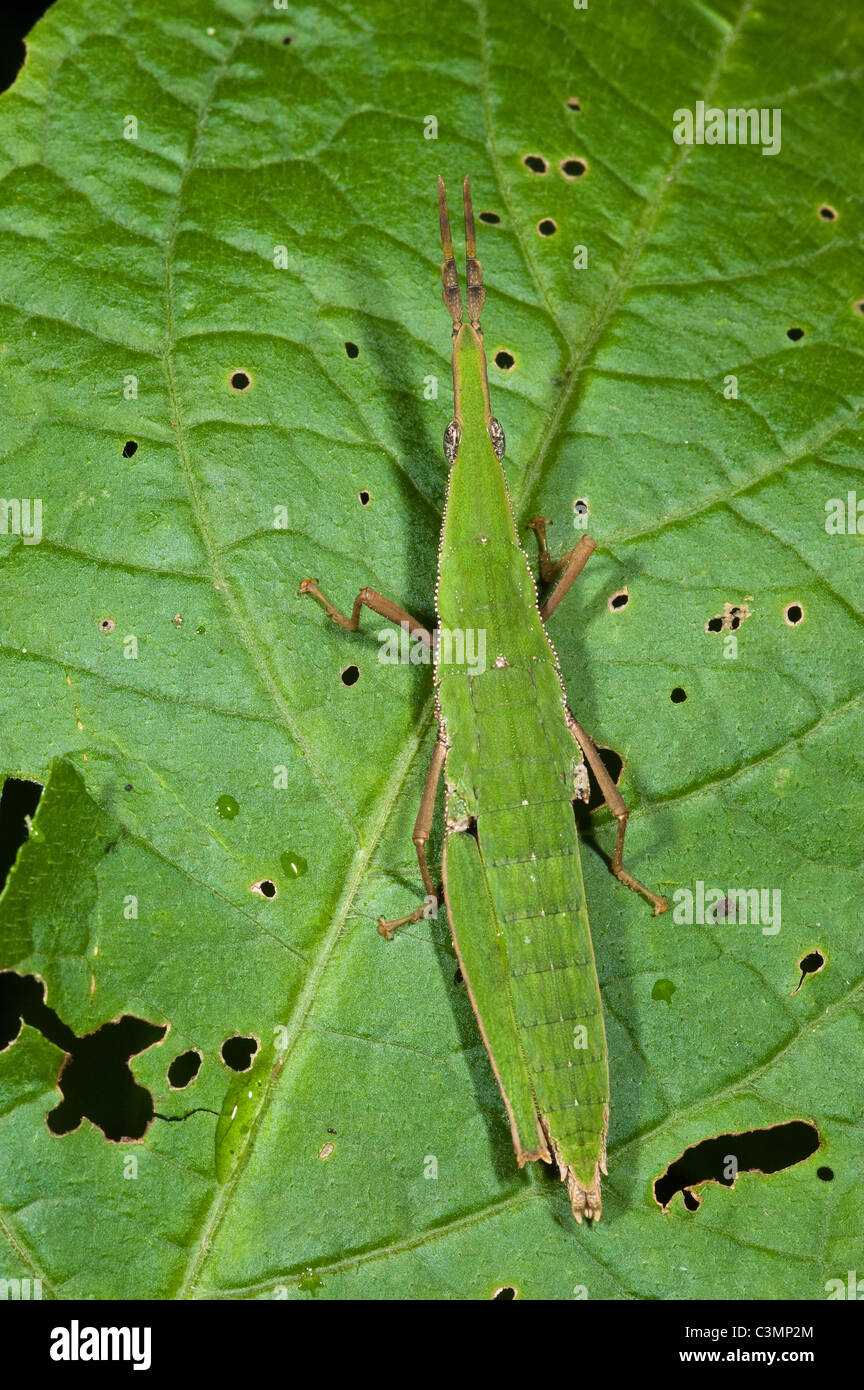 Grass Mimicing Grasshopper (Achurum ?) on a leaf . Napo River bordering Yasuni National Park, Amazon Rainforest, Ecuador. Stock Photo