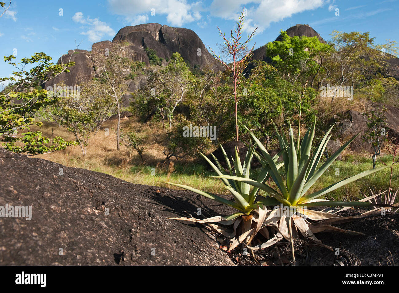 Xerophytic vegetation, Orinoco River Basin, 110 Km north of Puerto Ayacucho, Apure Province, Venezuela. Stock Photo