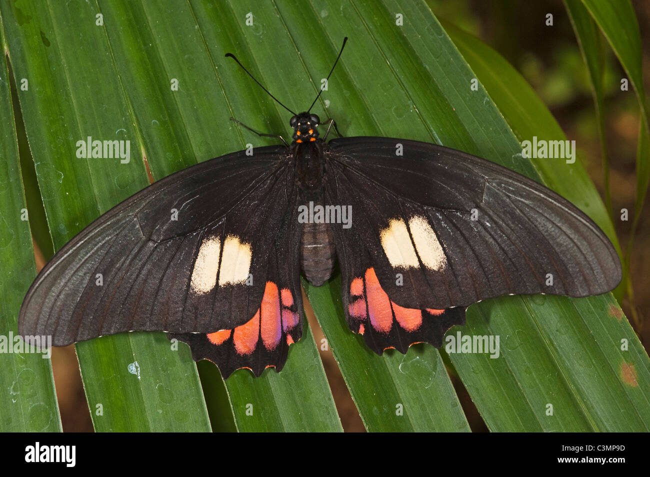 Red-spotted Swallowtail Butterfly (Papilio anchisiades) on a leaf, Ecuador Stock Photo