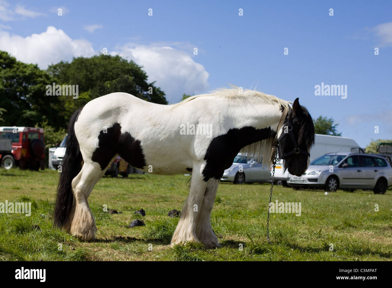 A Piebald Stallion Tethered at a show in Stow Stock Photo Alamy
