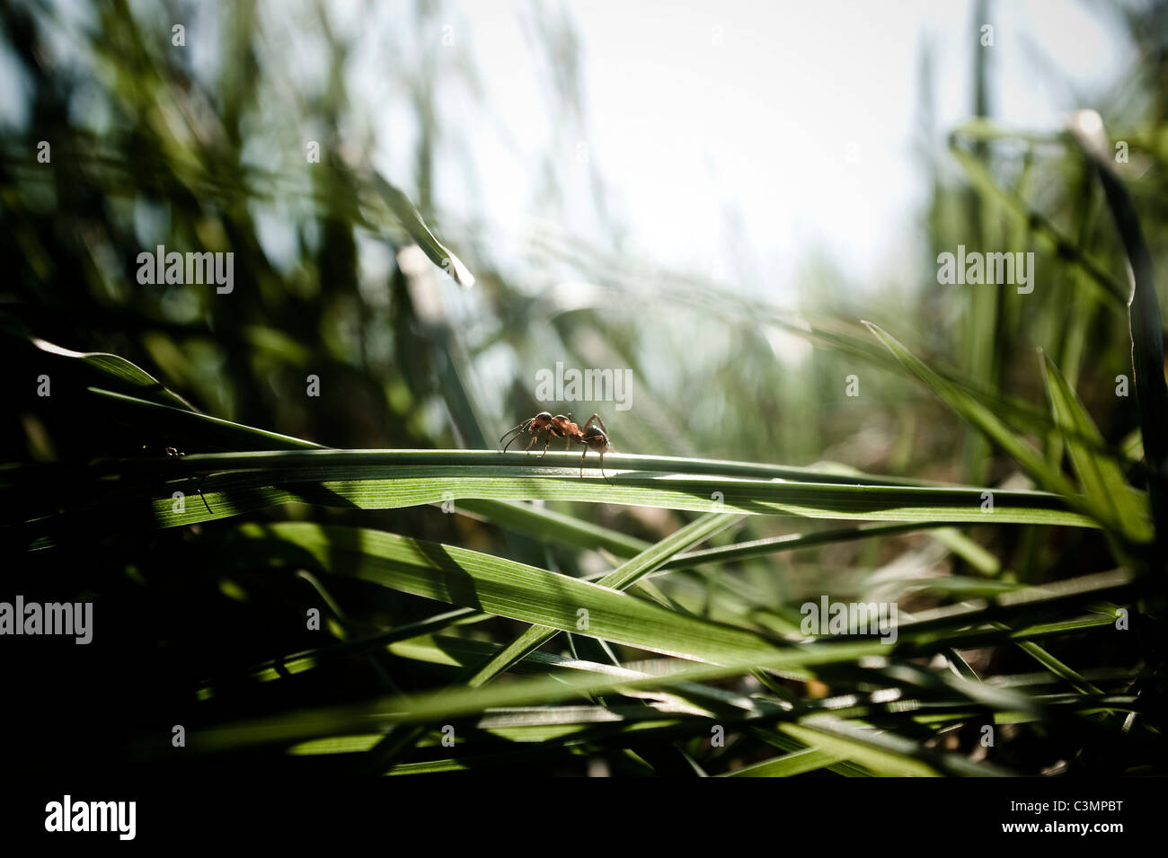 Small ant come across a blade of grass Stock Photo Alamy