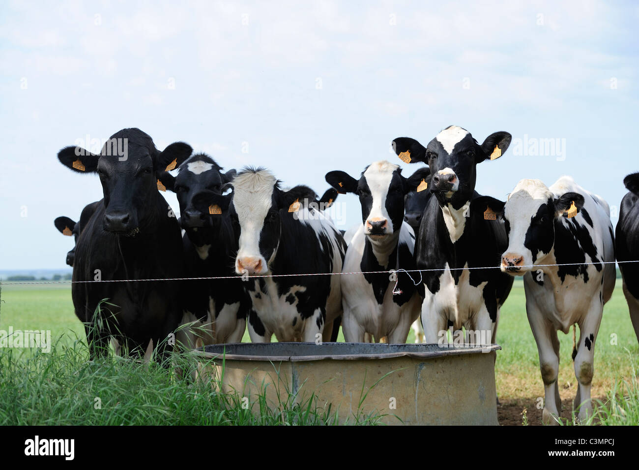 Black bullocks hi-res stock photography and images - Alamy