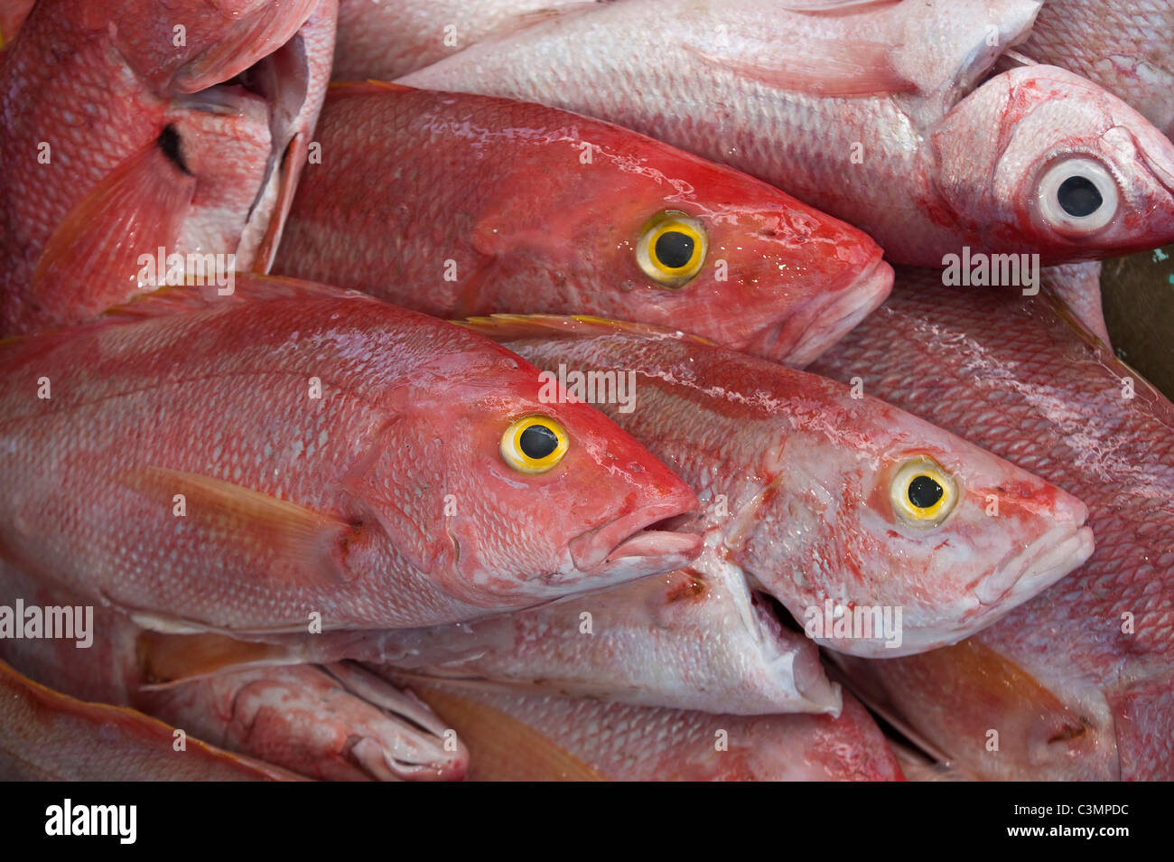 Red Snapper (Lutjanus campechanus). Dead individuals for sale on a market stall. Stock Photo