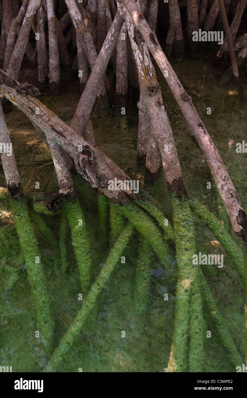 Red Mangrove (Rhizophora mangle), roots. Sian Ka'an Biosphere Reserve