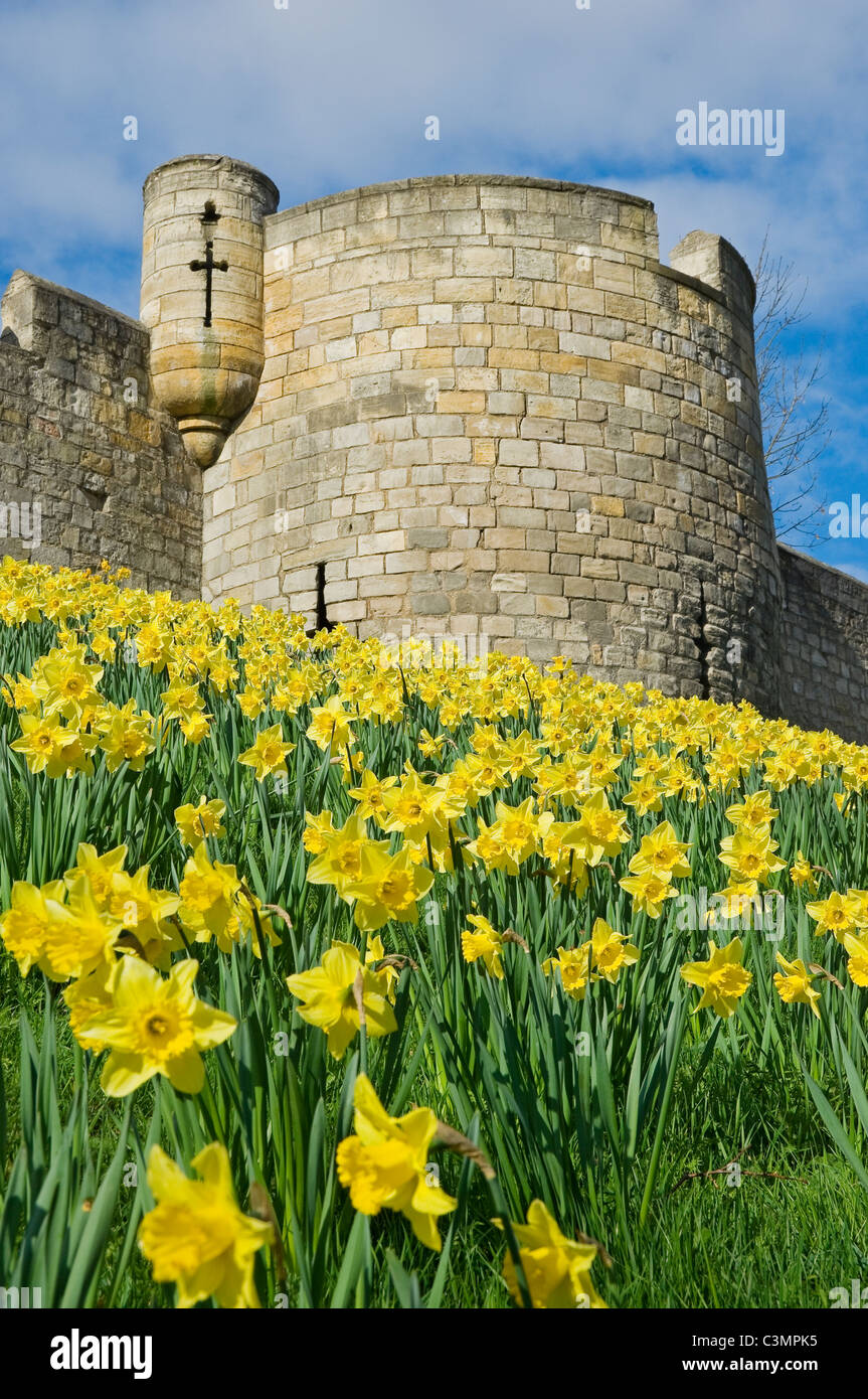 Close up of daffodils in spring along the City Walls at Jewbury York