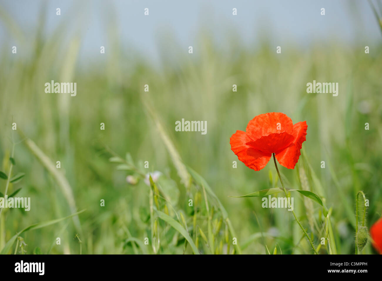 Remembrance poppy field flower hi-res stock photography and images - Alamy
