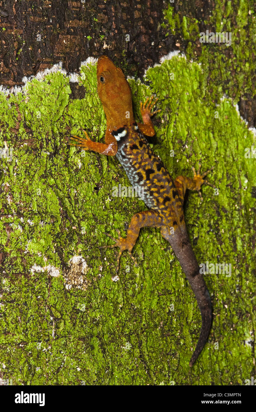O'Shaughnessy's Gecko (Gonatodes concinnatus) on bark Stock Photo